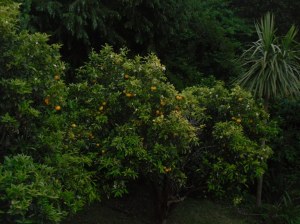 Yum! Kids have been feasting on our backyard oranges while I unpack.